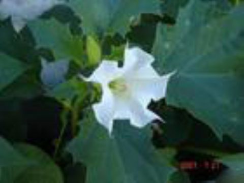 Datura Metel Extract(Jesslie@Snowlotusbiotech.Com)